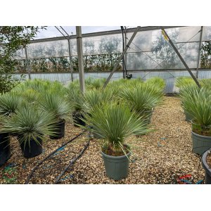 Juka obrovská (Yucca carnerosana) - výška 80-100 cm, kont. C20L